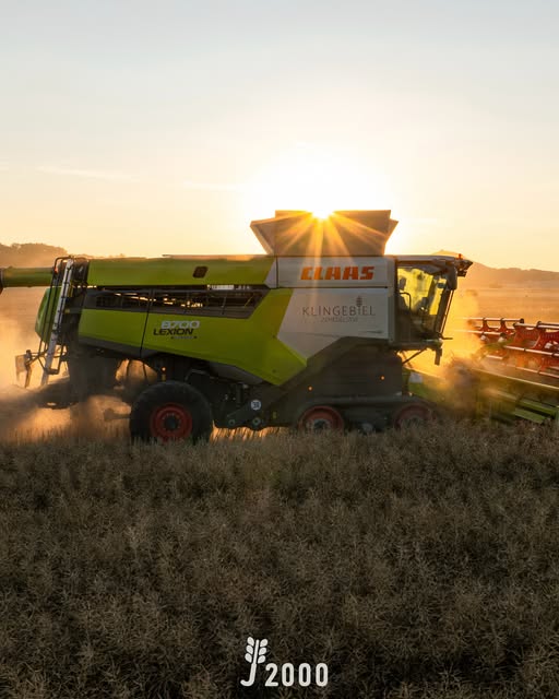 Claas-Mähdrescher bei der Getreideernte im Abendlicht